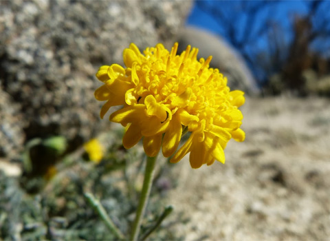 yellow pincushion anza-borrego melgert