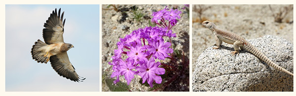 anza borrego desert life