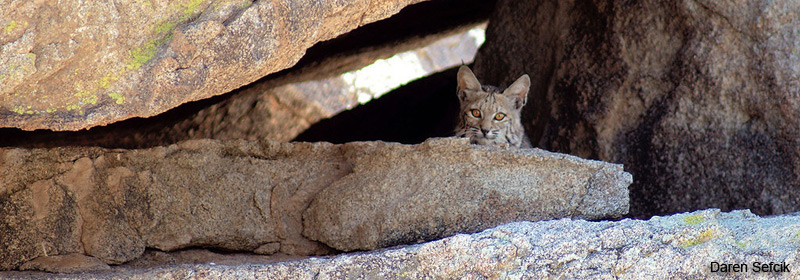 anza borrego bobcat by daren sefcik