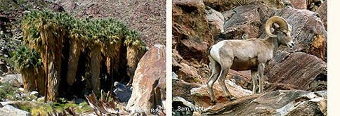 borrego palm canyon trail borrego springs