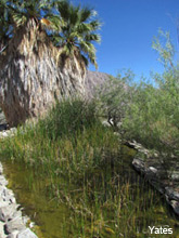 pupfish ponds borrego springs