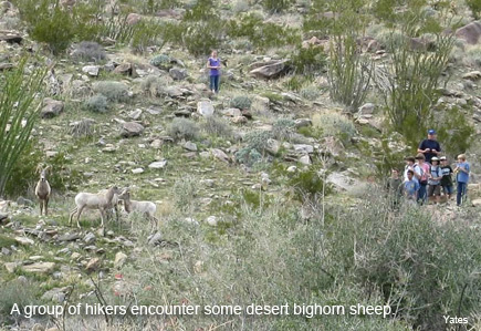 a group of hikers encounter bighorn sheep in anza-borrego