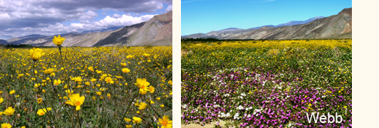 borrego springs wildflowers sam webb photo