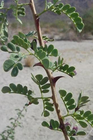 catclaw anza borrego