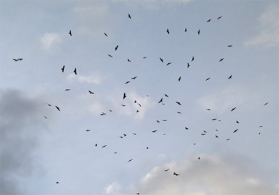 kettle of swainson's hawks borrego springs