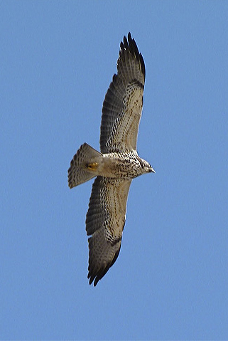 borrego springs hawk watch swainson's hawk