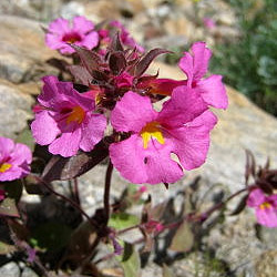 bigelow's monkey flower anza-borrego