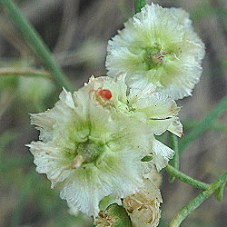 cheesebush anza borrego photo by michael charters