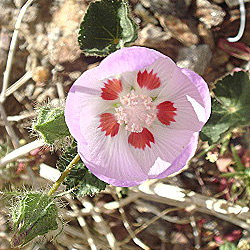 desert fivespot photo anza borrego by michael charters