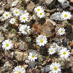 desert stars anza borrego photo by michael charters