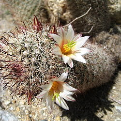 fishook cactus by michael charters