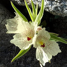 ghostflower anza-borrego