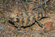 Coast Horned Lizard