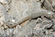 Desert Night Lizard