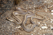 Desert Patch-nosed Snake