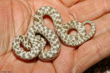 Night Snake